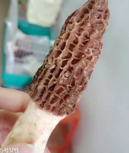 羊肚菌是什么東西？羊肚菌能吃嗎？