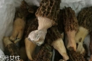 羊肚菌是怎么長出來的？