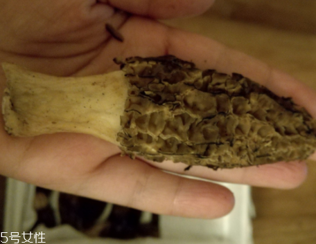 羊肚菌是怎么長出來的？
