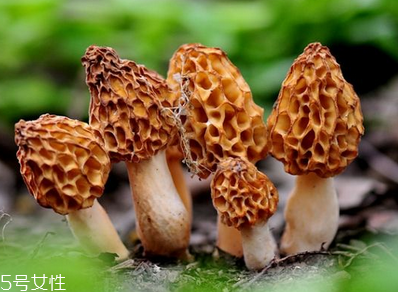 羊肚菌是發(fā)物嗎？羊肚菌屬于發(fā)物嗎？
