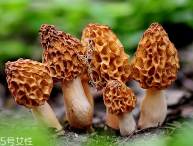 羊肚菌是什么顏色？羊肚菌是什么樣的
