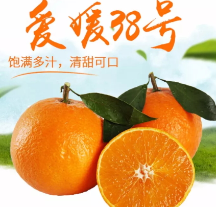 愛媛38號(hào)是橙子還是橘子？愛媛38號(hào)適合哪里種植？