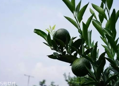 小青柑會(huì)發(fā)霉嗎？小青柑如何保存？