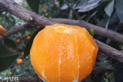 倫晚臍橙口感是酸的還是甜的？倫晚臍橙好吃嗎