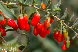 枸杞是發(fā)物嗎？枸杞屬于發(fā)物嗎？