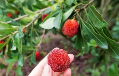 東魁楊梅好吃嗎？東魁楊梅為什么這么火
