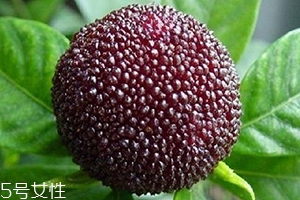 烏酥楊梅多少錢一斤？烏酥楊梅好吃嗎