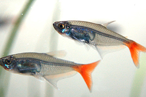 紅尾魚怎么做好吃？紅尾魚的做法大全