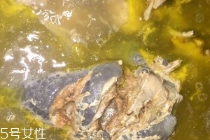 烏骨雞是烏雞嗎？烏骨雞是什么雞？