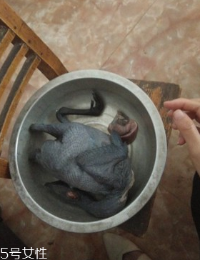烏骨雞是烏雞嗎？烏骨雞是什么雞？