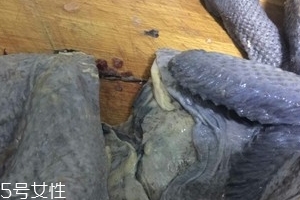 烏雞下奶嗎？烏雞怎么吃下奶？