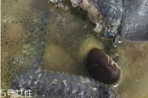 烏雞是發(fā)物嗎？烏雞屬于發(fā)物嗎？