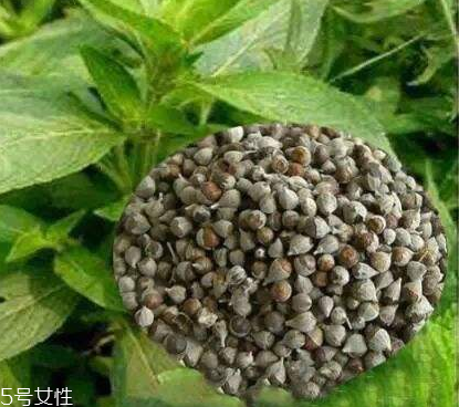 圣潔莓可以長期吃嗎？長期圣潔莓好嗎？