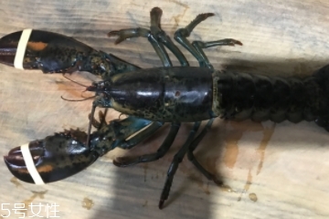 波士頓龍蝦是淡水的嗎？波士頓龍蝦是海里的嗎？