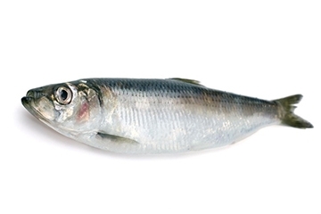 青魚是淡水魚還是海魚？青魚是淡水魚嗎？
