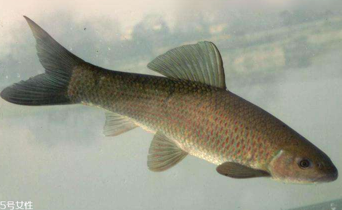 青魚(yú)是淡水魚(yú)還是海魚(yú)？青魚(yú)是淡水魚(yú)嗎？