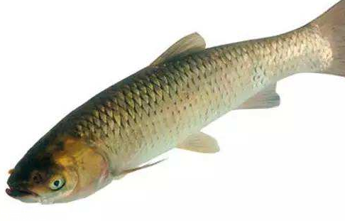 青魚(yú)是淡水魚(yú)還是海魚(yú)？青魚(yú)是淡水魚(yú)嗎？
