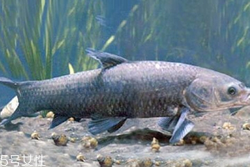 青魚是發(fā)物嗎？吃青魚會過敏嗎？