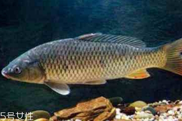 青魚是發(fā)物嗎？吃青魚會過敏嗎？