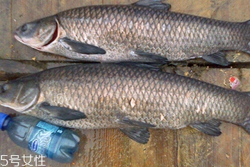 青魚是發(fā)物嗎？吃青魚會過敏嗎？