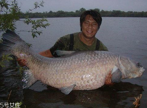 青魚能做魚干嗎？青魚怎么做成魚干？