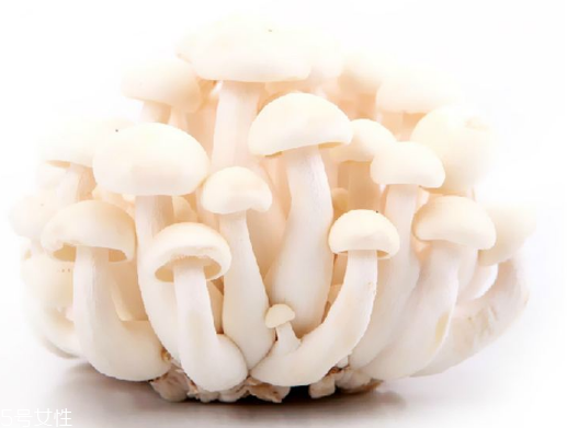 白玉菇和海鮮菇的區(qū)別 白玉菇和海鮮菇是一樣的嗎？