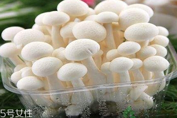 白玉菇為什么是苦的？白玉菇怎么會苦？
