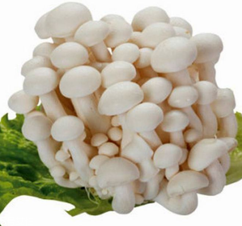 白玉菇的選購(gòu)技巧 白玉菇怎么挑選？