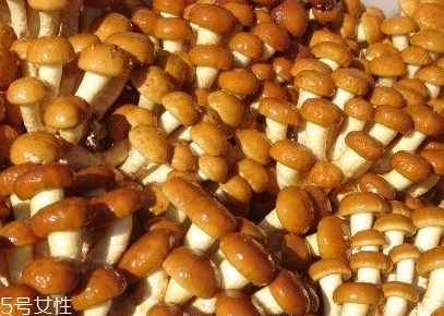 滑子菇的功效 滑子菇有什么作用？
