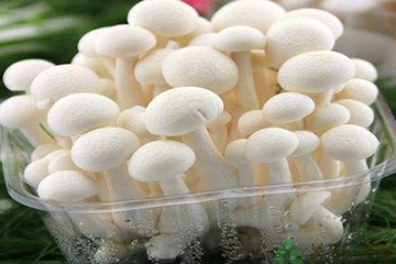 白玉菇為什么是苦的？白玉菇怎么會(huì)苦？