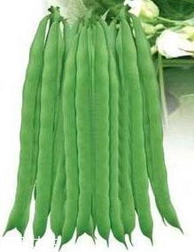 蕓豆能生吃嗎？蕓豆生吃會怎樣？