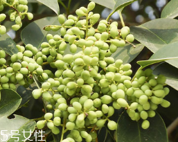 女貞子怎么保存？女貞子怎么保存最好？