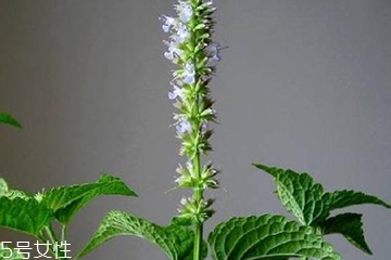 藿香是發(fā)物嗎？皮膚過敏的人能吃藿香嗎？