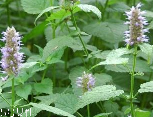 藿香是發(fā)物嗎？皮膚過敏的人能吃藿香嗎？