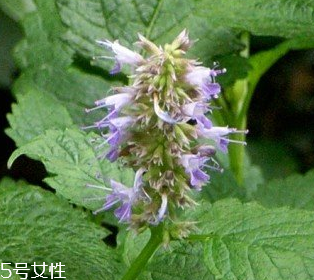 藿香是涼性還是熱性？藿香是熱性嗎？