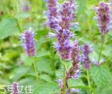 藿香能生吃嗎？藿香味道好嗎？