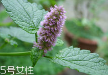 藿香能多吃嗎？藿香吃多了會怎樣？