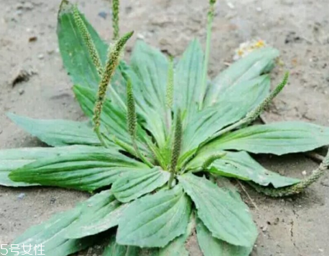 車前草怎么吃？車前草怎么做好吃？