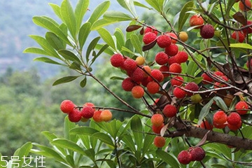 梅花是發(fā)物嗎？皮膚過敏的人能喝梅花茶嗎？