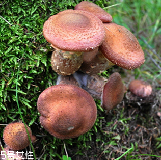 榛蘑的好處 榛蘑對(duì)人有什么益處？