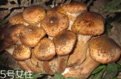 榛蘑的好處 榛蘑對(duì)人有什么益處？
