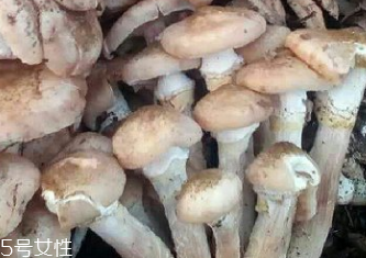 榛蘑是蘑菇嗎？榛蘑是什么蘑菇？