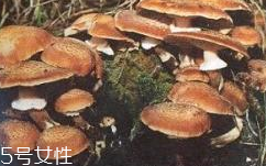 榛蘑是蘑菇嗎？榛蘑是什么蘑菇？