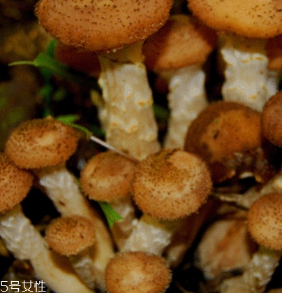 榛蘑是野生的好嗎？野生榛蘑的好處