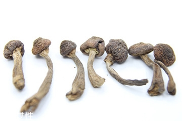 榛蘑和天麻的關(guān)系 榛蘑和天麻有什么聯(lián)系？