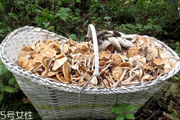 榛蘑的顏色 榛蘑是什么顏色的？