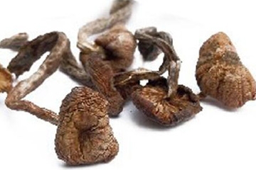 榛蘑能保存多久？干榛蘑怎么保存最好？