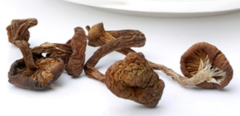 榛蘑可以煲鴨肉嗎？榛蘑可以煲鴨肉