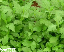 菊花腦的禁忌人群 哪些人不能吃菊花腦？