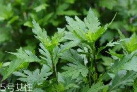 菊花腦是溫性還是涼性？菊花腦是涼性嗎？